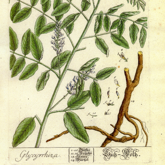 Botanical illustration of sweetwood
